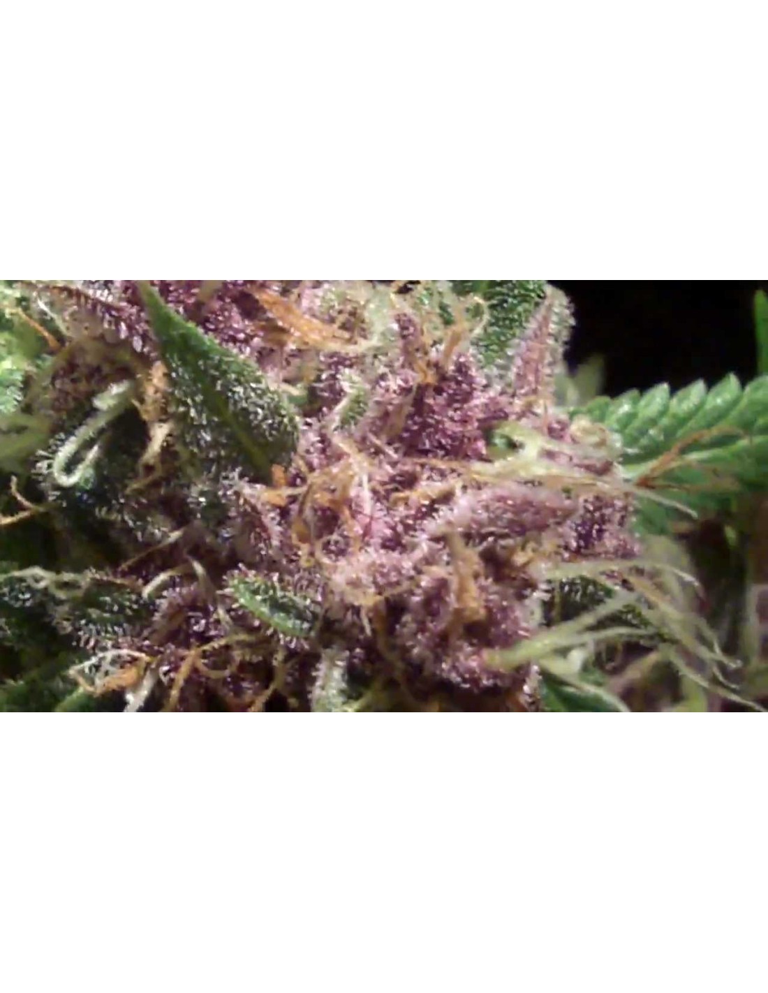 Buy Blimburn Seeds Grizzly Purple Kush - Cannabis Seeds