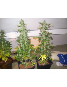 Headlights Kush Auto 2