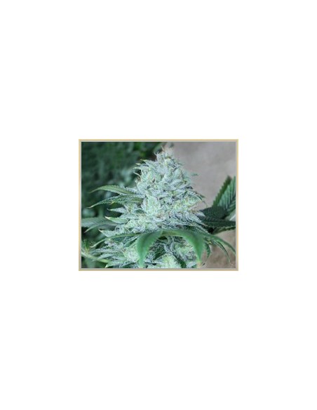 Buy Gage Green Genetics Daybreaker - Cannabis Seeds