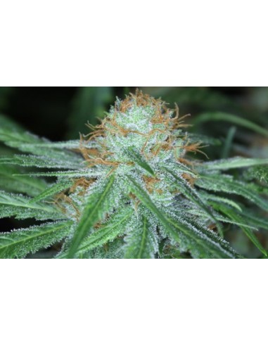 Buy Transformer from Gage Green Genetics at Oaseeds