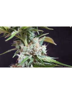 Lemon Puff (Gage Green Genetics) Regular Cannabis Seeds 2