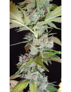Lemon Puff (Gage Green Genetics) Regular Cannabis Seeds