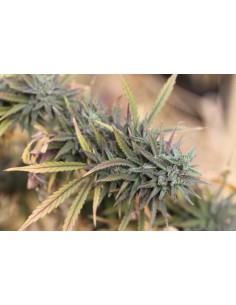 Colombian Gold Bastards