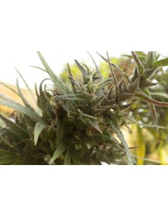 Colombian Black Bastards