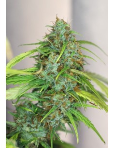 Old School Afghan Haze