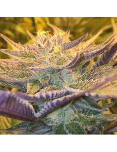 CBD Girl Scout Cookies