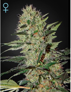 Exodus Cheese Autoflowering CBD