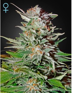 Super Lemon Haze Autoflowering CBD