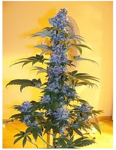 Auto Northern Light 2