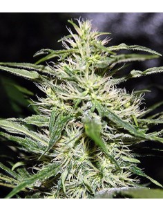 Jack Herer 2