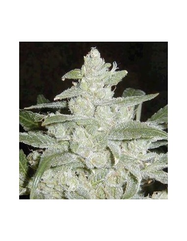 White Widow (Biological Seeds) Feminized Seeds | On Sale!