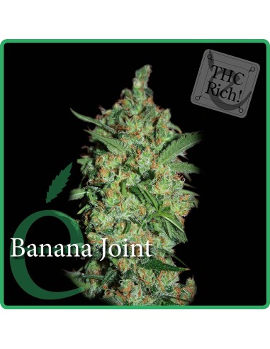Buy Banana Joint from Élite Seeds - Oaseeds