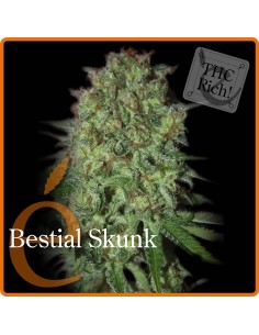 Bestial Skunk
