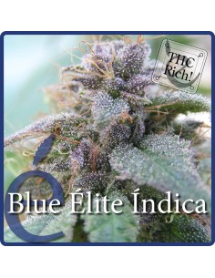 Blue Elite Indica