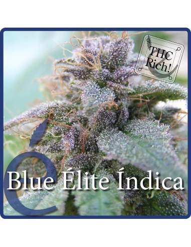 Blue Elite Indica (Elite Seeds) Semillas Feminizadas