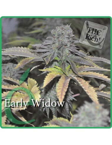 Early Widow (Elite Seeds) Semillas Feminizadas | ¡Oferta!