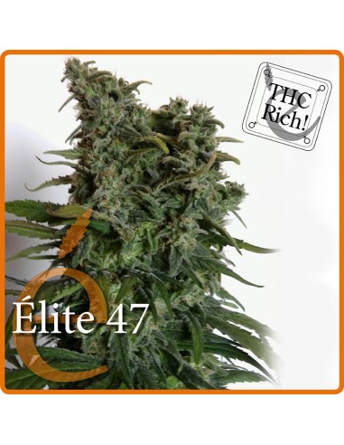 Elite 47 (Elite Seeds) Semillas Feminizadas | ¡En Oferta!