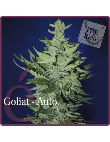 Buy Goliat Auto from Élite Seeds - Oaseeds