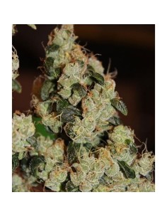 East Coast Sour Diesel Haze