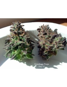 Grandoggy Purps