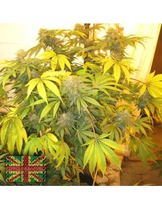 New York Haze Cookies