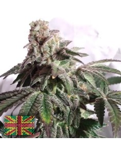 North London Church Cookies