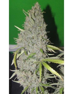 Strawberry Sour Haze