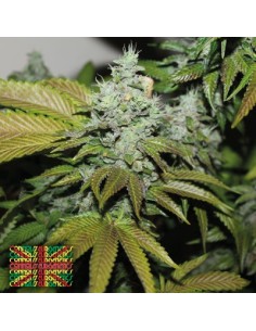 Triangle Kush Cookies