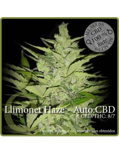 Llimonet Haze - Auto CBD
