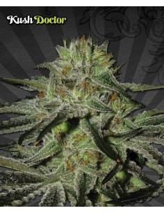 Kush Doctor 2