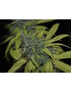 Grandaddy Confidential