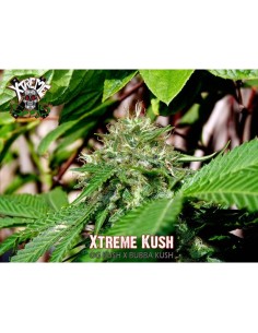 Xtreme Kush