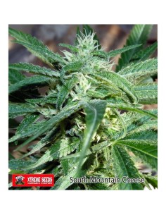 South Mountain Cheese