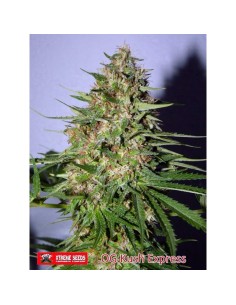 OG Kush Express
