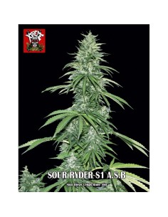 Sour Ryder S1 A.S.B