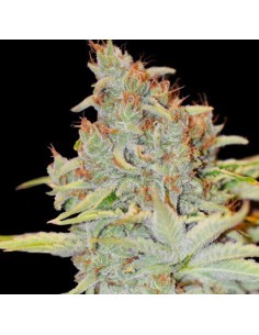 Auto Diesel Mass 2