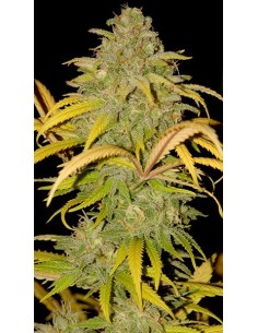 Auto Northern Cream 2