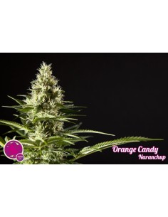 Orange Candy / Naranchup 2