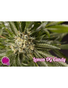 Lemon OG Candy 2