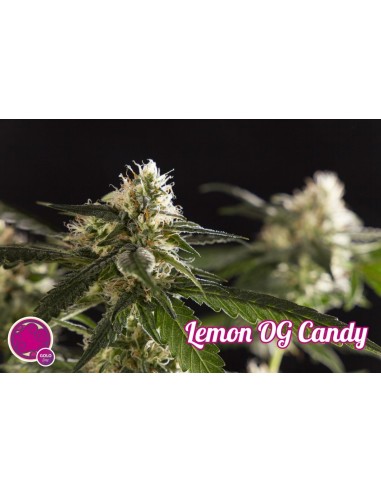 Lemon OG Candy
