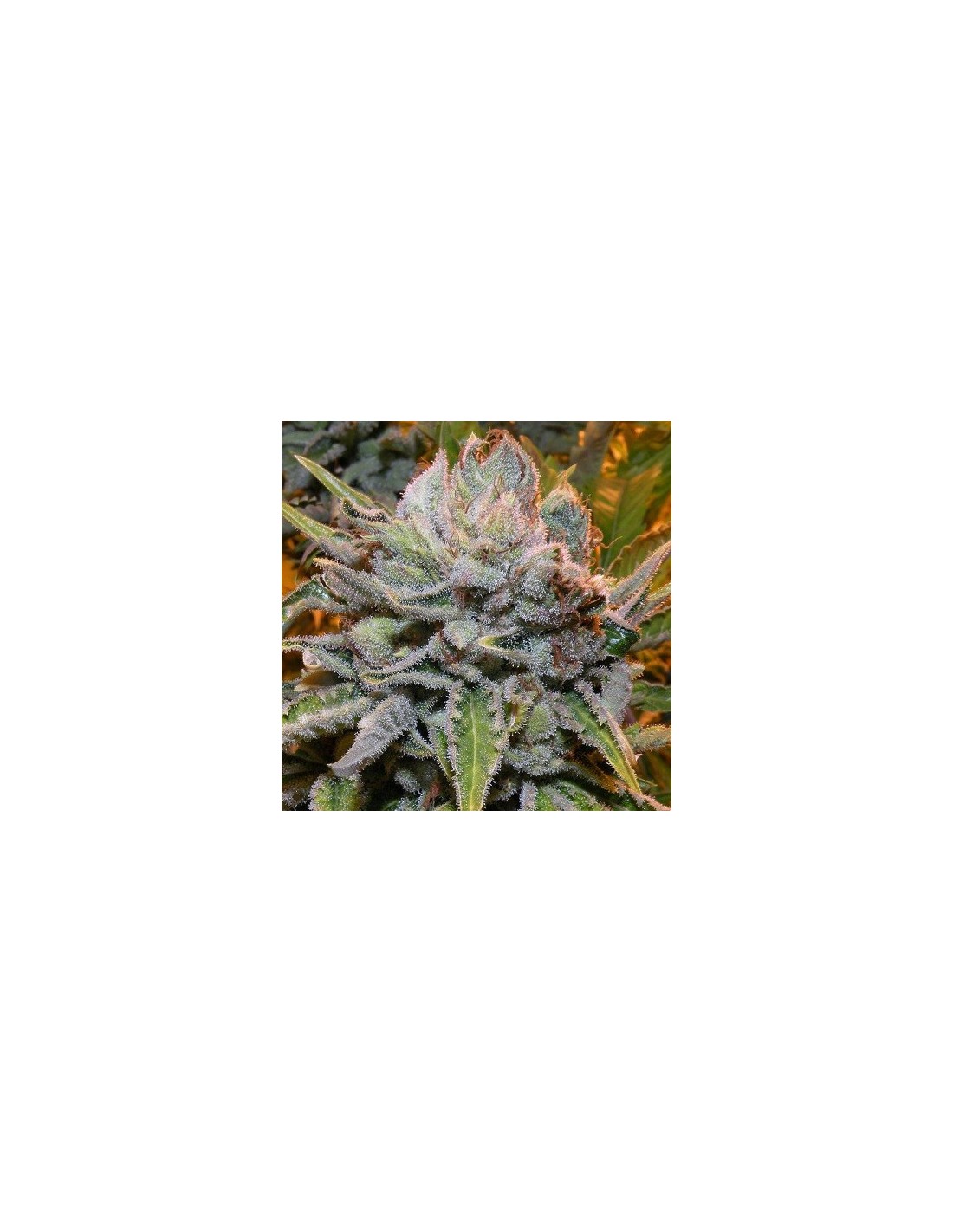 Black Domina Oaseeds Bulk Cannabis Seeds Up To 30 Off
