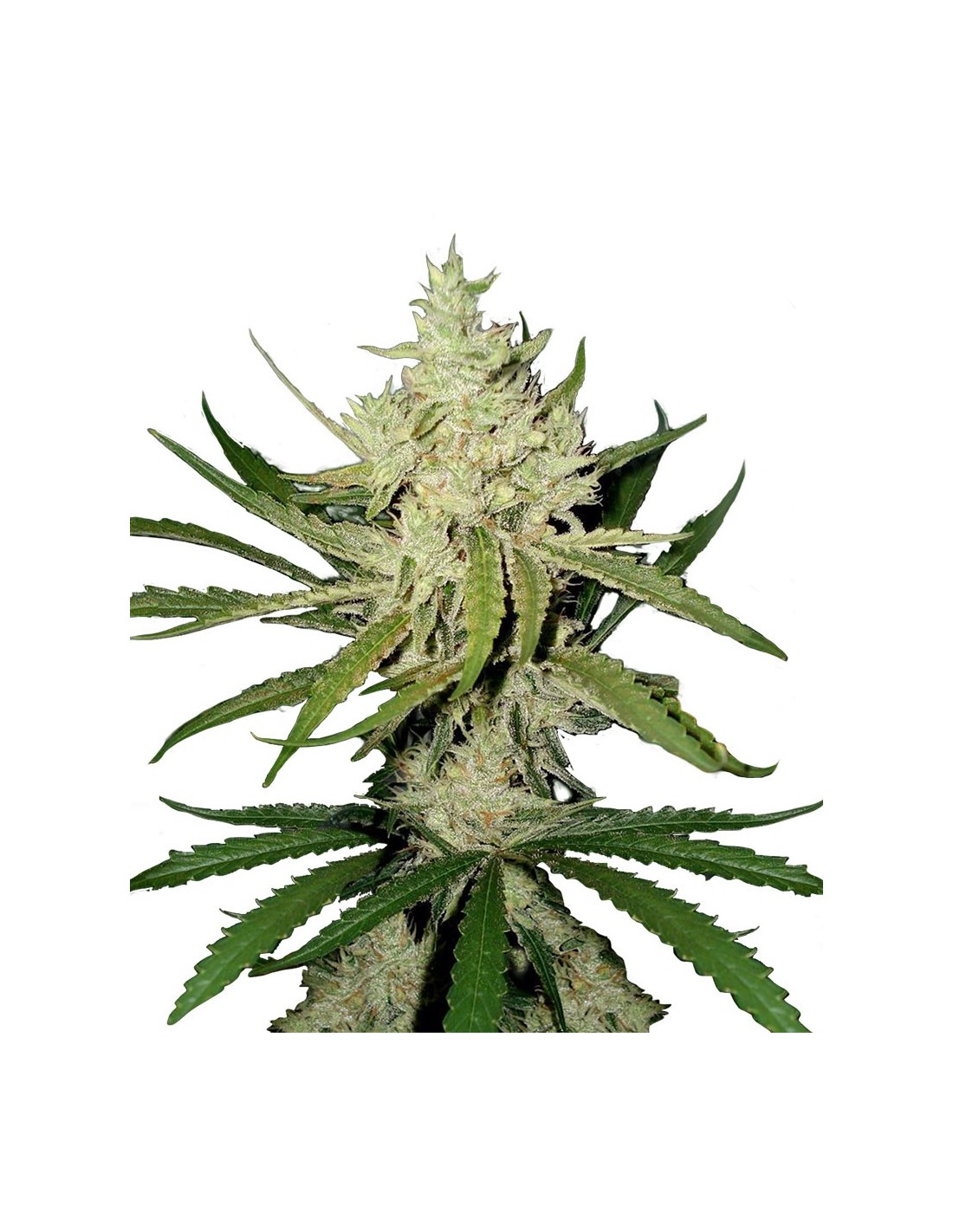 Amnesia Haze Oaseeds Bulk Cannabis Seeds Up To 30 Off