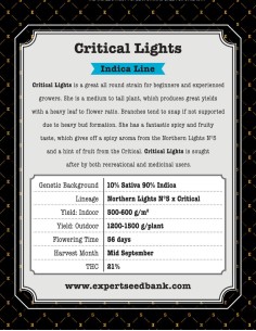 Critical Lights 2