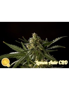 Lemon Auto CBD 2