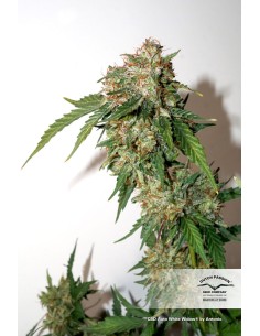 CBD Auto White Widow 2