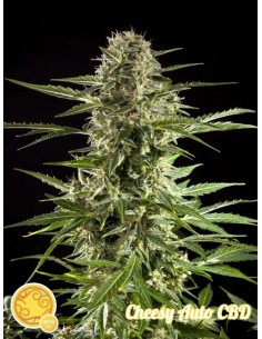 Cheesy Auto CBD 2