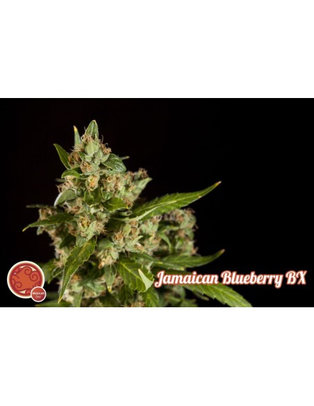 Jamaican Blueberry BX
