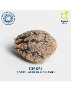 Ciskei 2