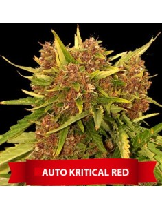 Auto Kritical Red 2