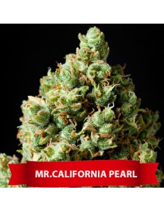Mr. California Pearl 2